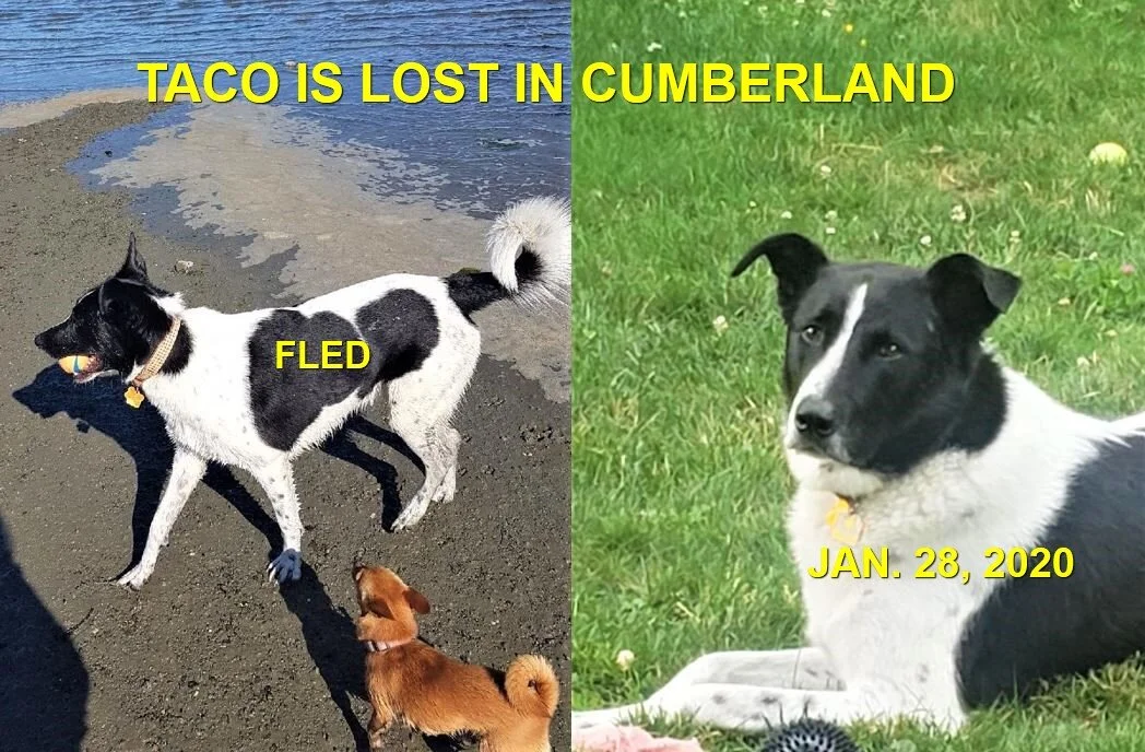 HAPPY TAILS - CUMBERLAND BC - JAN 28, 2020