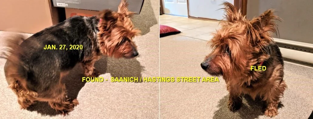 HAPPY TAILS - SAANICH BC - JAN 27, 2020