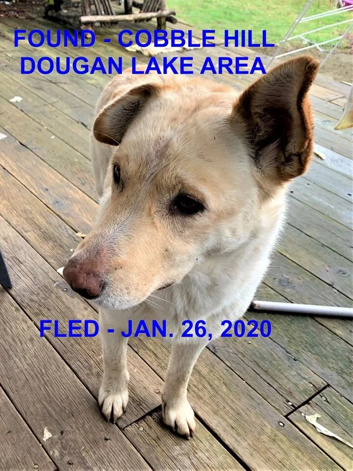 GONE TO SHELTER - COBBLE HILL BC - JAN 26, 2020