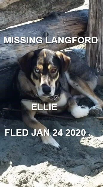 HAPPY TAILS - LANGFORD BC - JAN 24, 2020