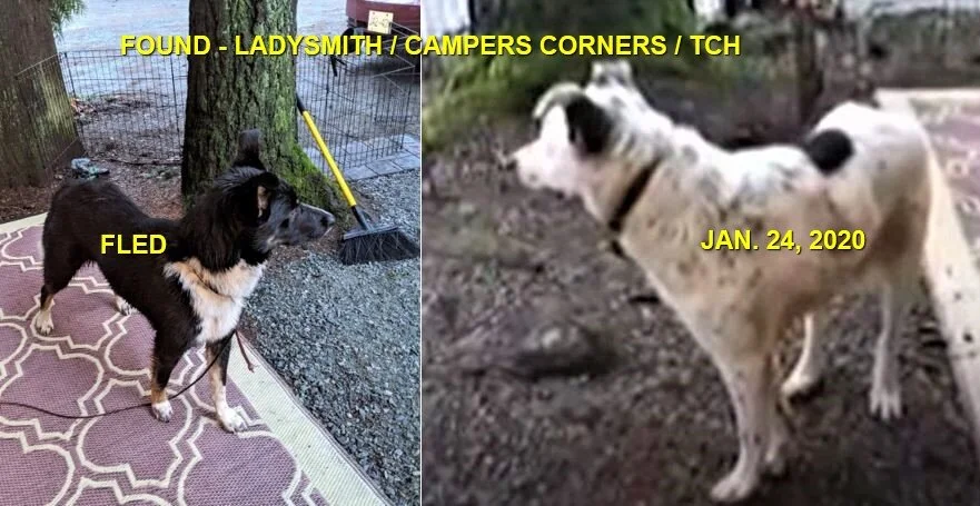 GONE TO SHELTER - LADYSMITH BC - JAN 24, 2020