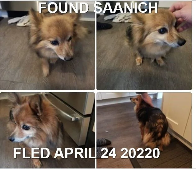 HAPPY ENDINGS - SAANICH BC - APR. 24, 2020