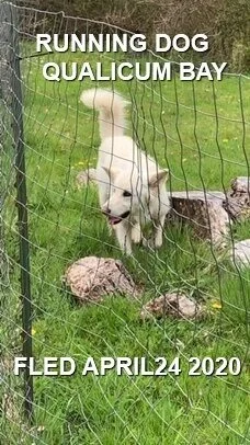 HAPPY ENDINGS - QUALICUM BAY BC - APR. 24, 2020