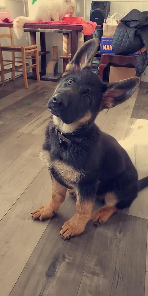 COURTESY POST - NOW SAFE AT HOME - LANGLEY BC - APR. 19, 2020