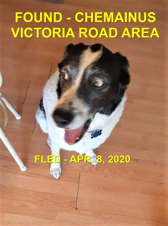 HAPPY ENDINGS - CHEMAINUS BC - APR. 8, 2020