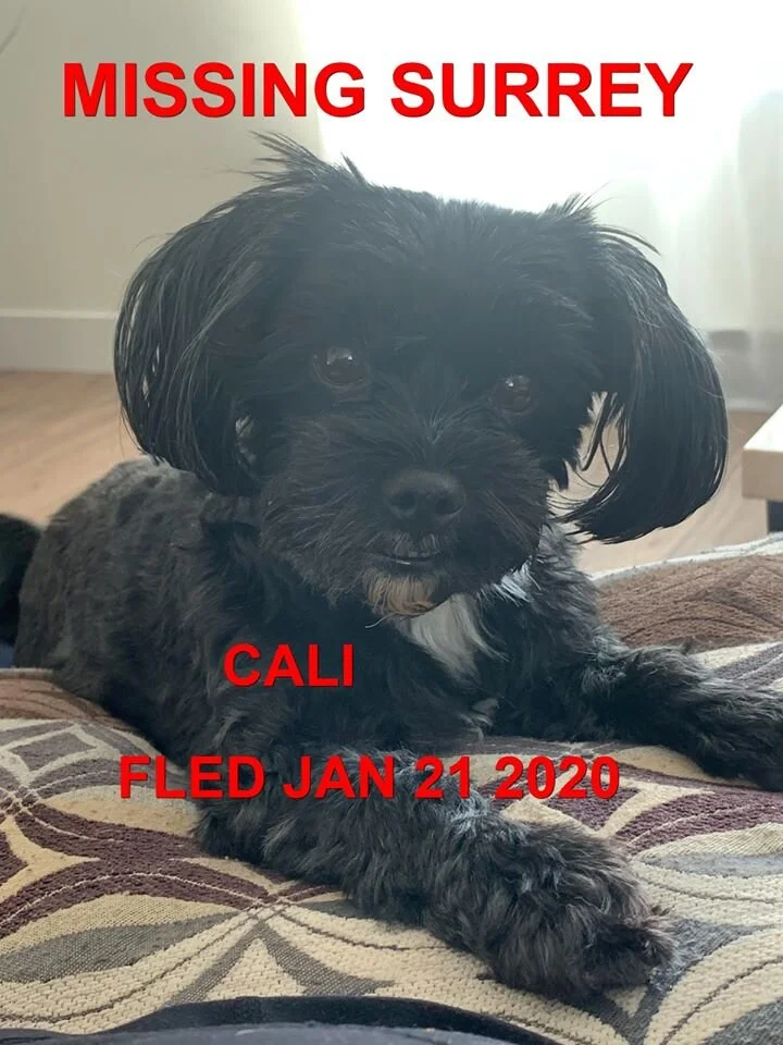 COURTESY POST - FOUND SAFE - SURREY BC. - JAN 21, 2020