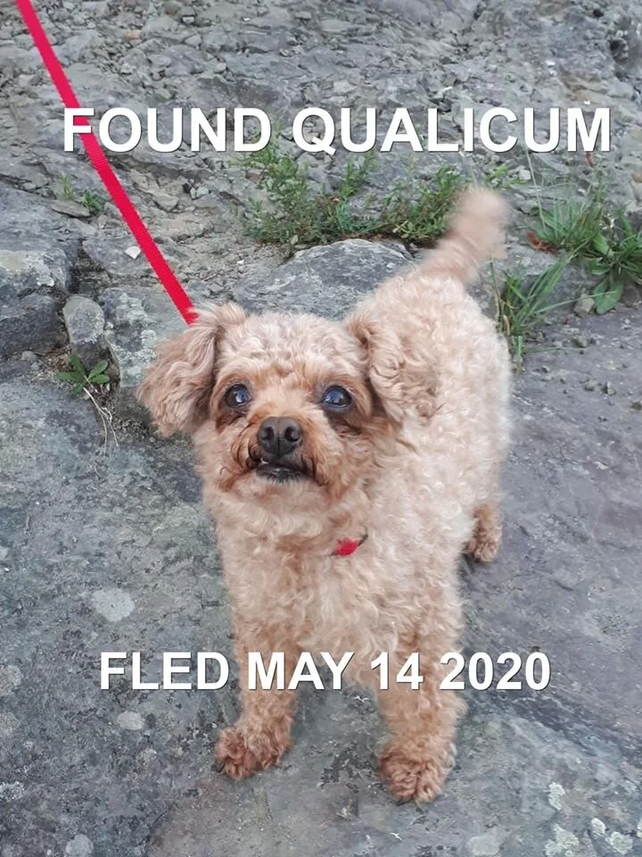 HAPPY ENDINGS - QUALICUM BC - MAY 14, 2020