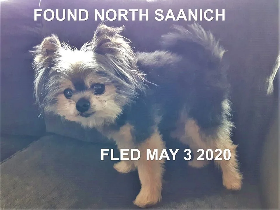 HAPPY ENDINGS - NORTH SAANICH BC - MAY 3, 2020