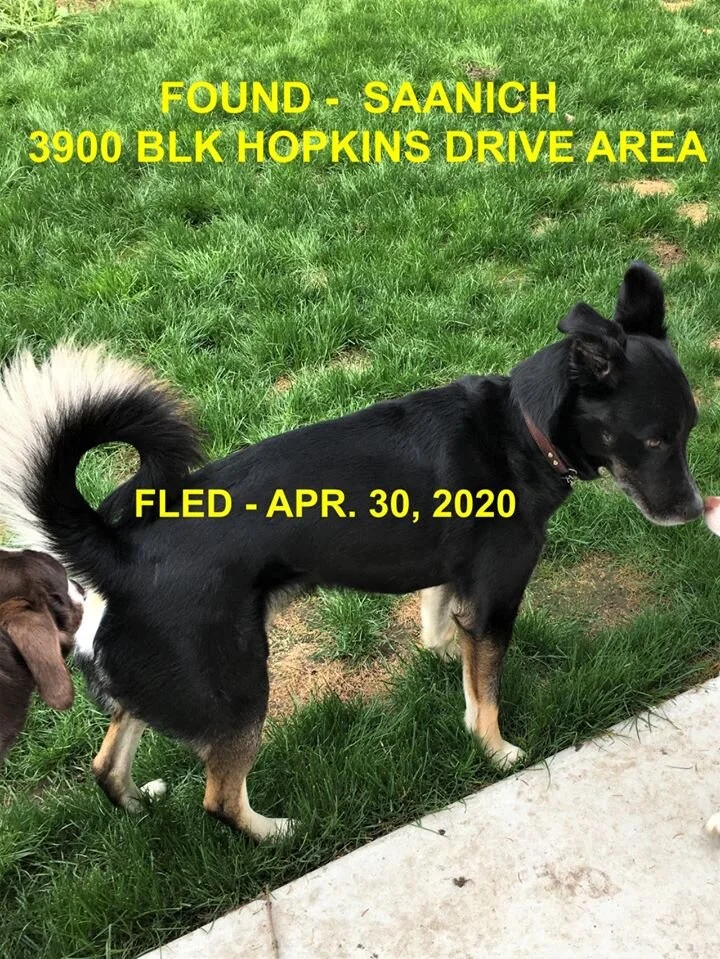 HAPPY ENDINGS - SAANICH BC - APRIL 30, 2020