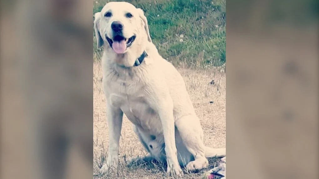 OVER THE RAINBOW BRIDGE - DEKE - SOOKE - APRIL 30, 2020 (RECOVERED)