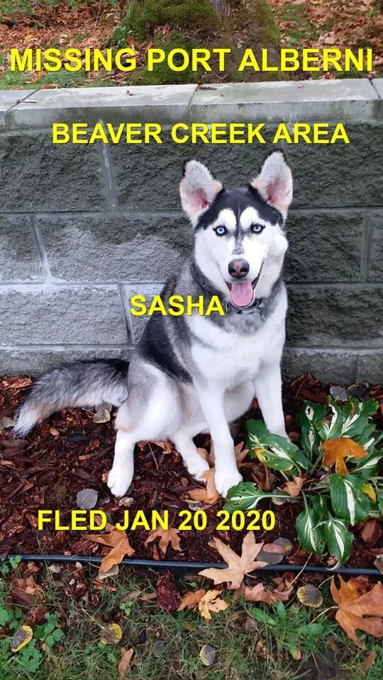 HAPPY ENDINGS - PORT ALBERNI BC - JAN. 19, 2020