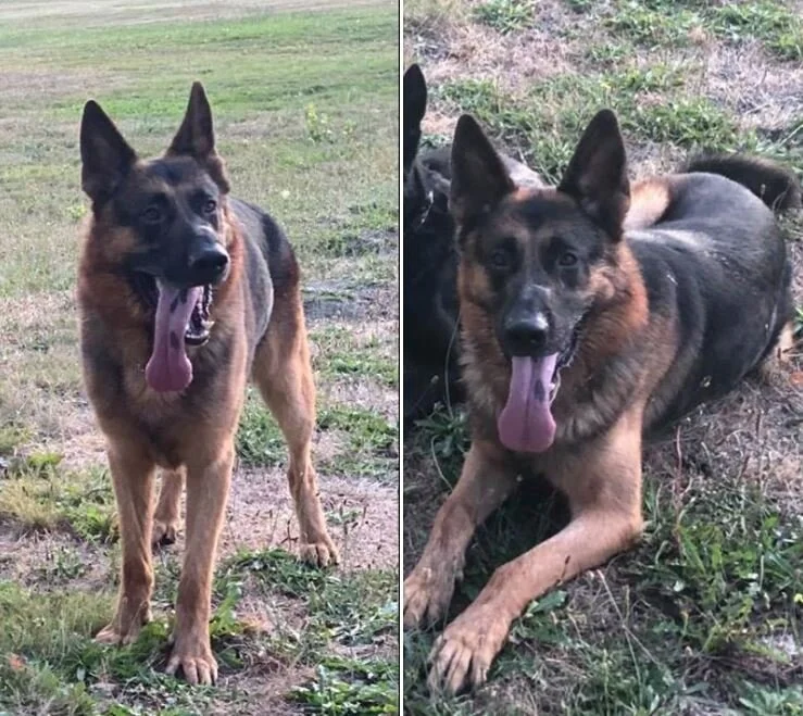 STOLEN - NOW SAFE AT HOME - VANCOUVER / MAPLE RIDGE BC - JAN 18, 2020