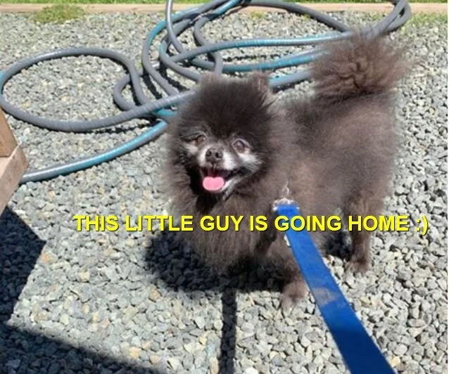 HAPPY ENDINGS - SAANICH BC - MAY 23, 2020