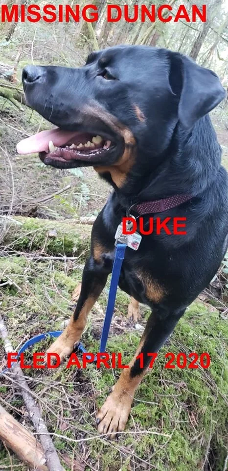 OVER THE RAINBOW BRIDGE - DUKE - APRIL 14, 2020