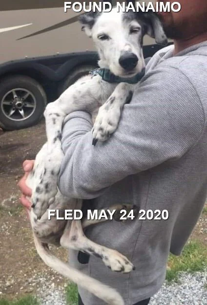 PENNY IS SAFE AT THE NANAIMO SHELTER - MAY 24, 2020
