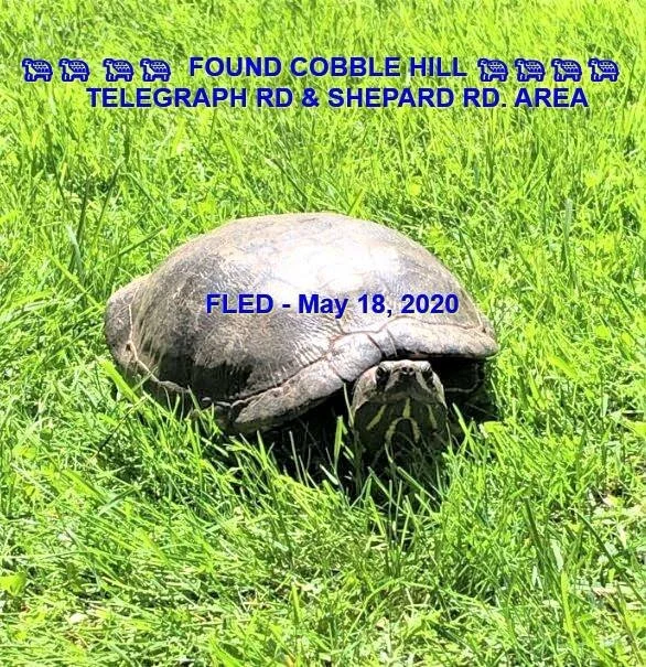 TURTLE - FOUND - COBBLE HILL - MAY 18, 2020