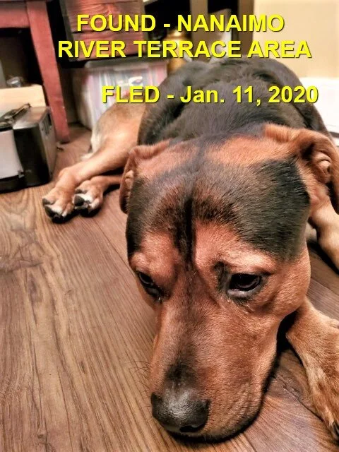 GONE TO SHELTER - NANAIMO BC - JAN 11, 2020