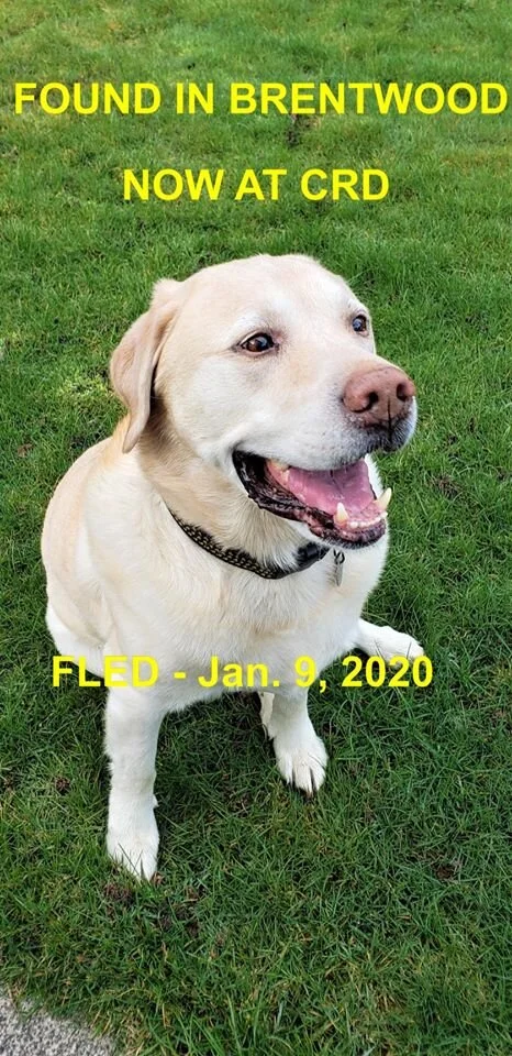 GONE TO SHELTER BUT WENT HOME - BRENTWOOD BAY BC - JAN 9, 2020