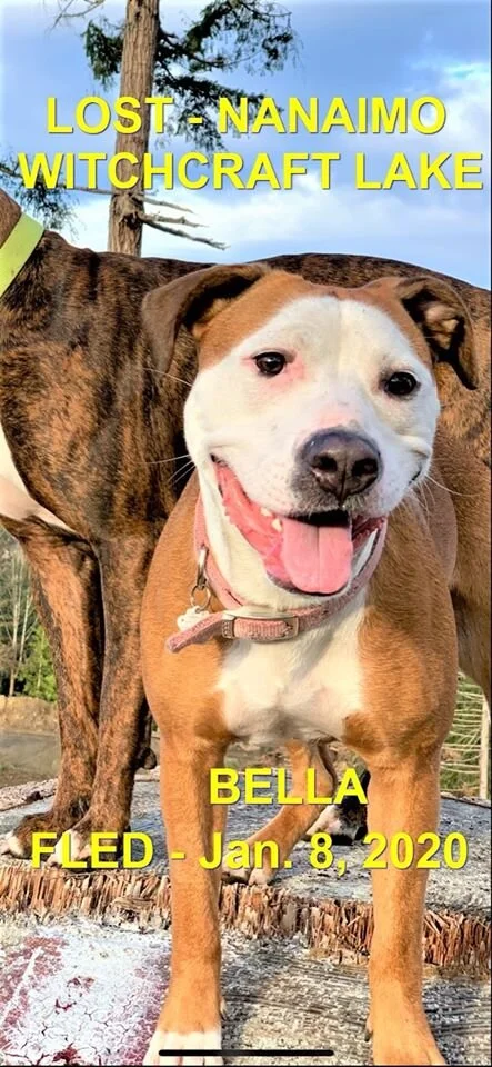 GONE TO SHELTER (OWNER CONTACTED) NANAIMO BC - JAN 8, 2020