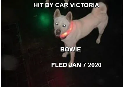 GONE TO SHELTER (OWNER CONTACTED) VICTORIA BC - JAN 7, 2020