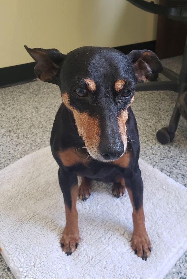 GONE TO SHELTER BUT WITH A HAPPY ENDINGS - NANAIMO BC - May 26, 2020