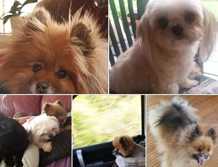 COURESTY POST - WEST KOOTENAY / BURTON BC - MAY 6, 2020