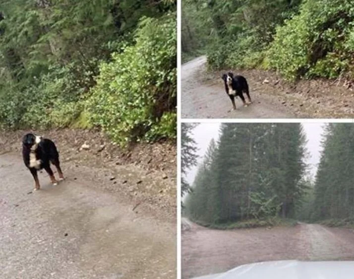 HAPPY ENDINGS - SKUTZ FALLS / COWICHAN BC - JAN. 6, 2020