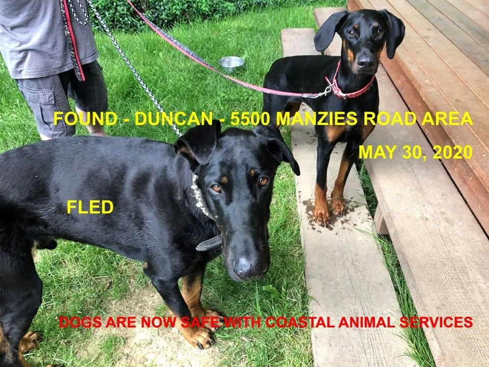 GONE TO SHELTER - GONE HOME - DUNCAN BC - MAY 29, 2020