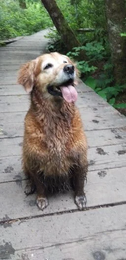 OVER THE RAINBOW BRIDGE - NORTH VANCOUVER -  MAY 25, 2020