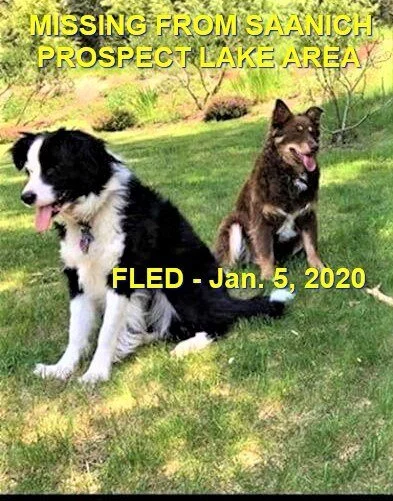 HAPPY ENDING - SAANICH BC - JAN 4, 2020