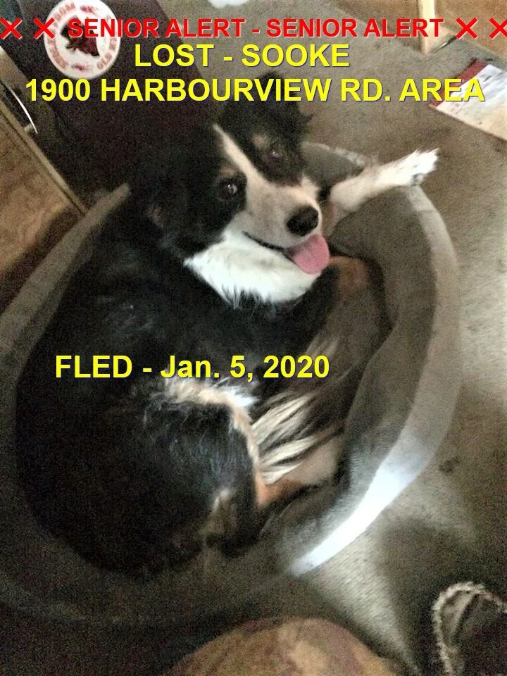 HAPPY ENDING - SOOKE BC - JAN 5, 2020