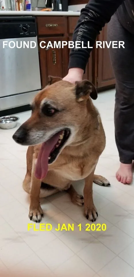 HAPPY ENDING - CAMPBELL RIVER BC - JAN 1, 2020