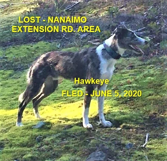 HAPPY ENDINGS - NANAIMO BC - JUNE 5, 2020