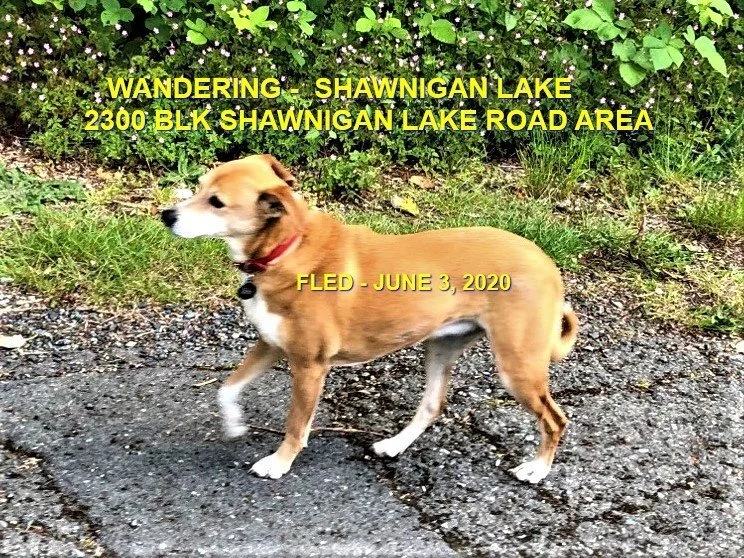 HAPPY ENDINGS - SHAWNIGAN LAKE BC - JUNE 3, 2020