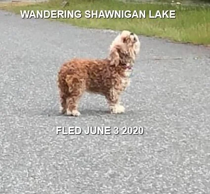 HAPPY ENDINGS - SHAWNIGAN LAKE BC - JUNE 3, 2020