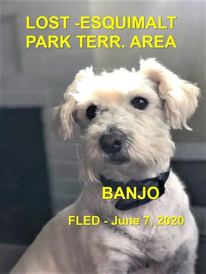 GONE TO SHELTER / BUT HAPPY ENDINGS - ESQUIMALT BC - JUNE 7, 2020