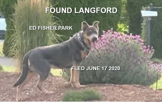 GONE TO SHELTER / GONE HOME - LANGFORD BC - JUNE 17, 2020