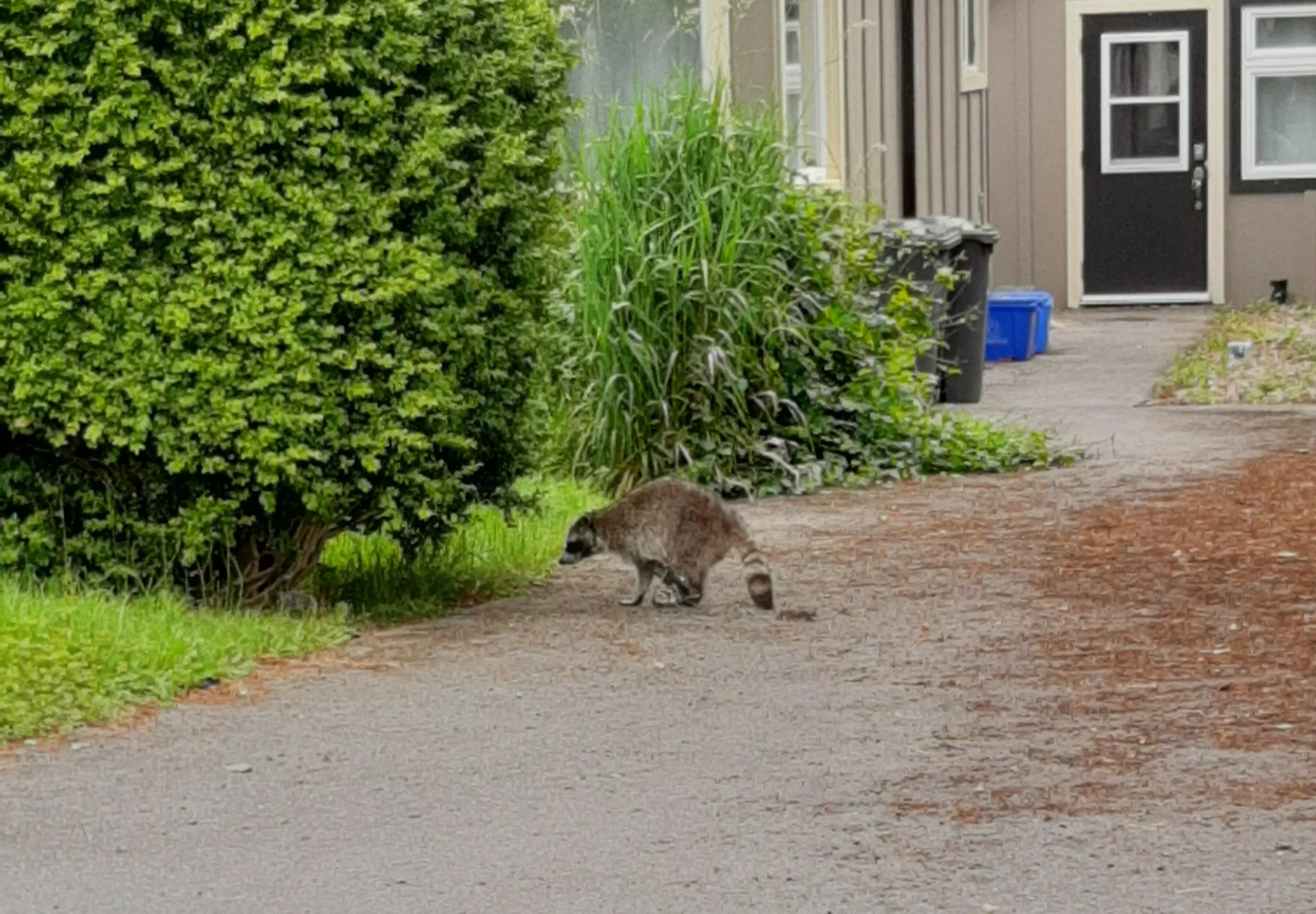 AN ACT OF CRUELTY - OVER THE RAINBOW BRIDGE - RACCOON - ESQUIMALT BC - JUNE 12, 2020