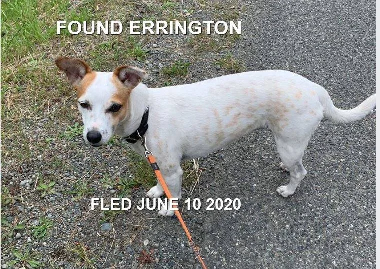 GONE TO SHELTER / BUT HAPPY ENDING - ERRINGTON BC - JUNE 10, 2020