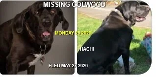 OVER THE RAINBOW BRIDGE - COLWOOD BC - FOUND JUNE 19, 2020