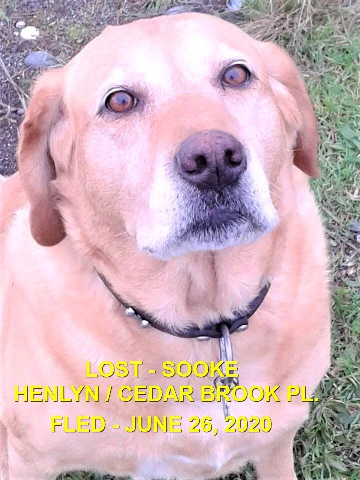 HAPPY ENDINGS - SENIOR - SOOKE BC - JUNE 26, 2020