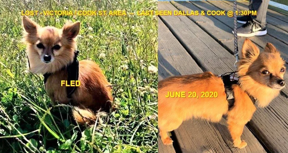 HAPPY ENDINGS - VICTORIA BC - JUNE 20, 2020