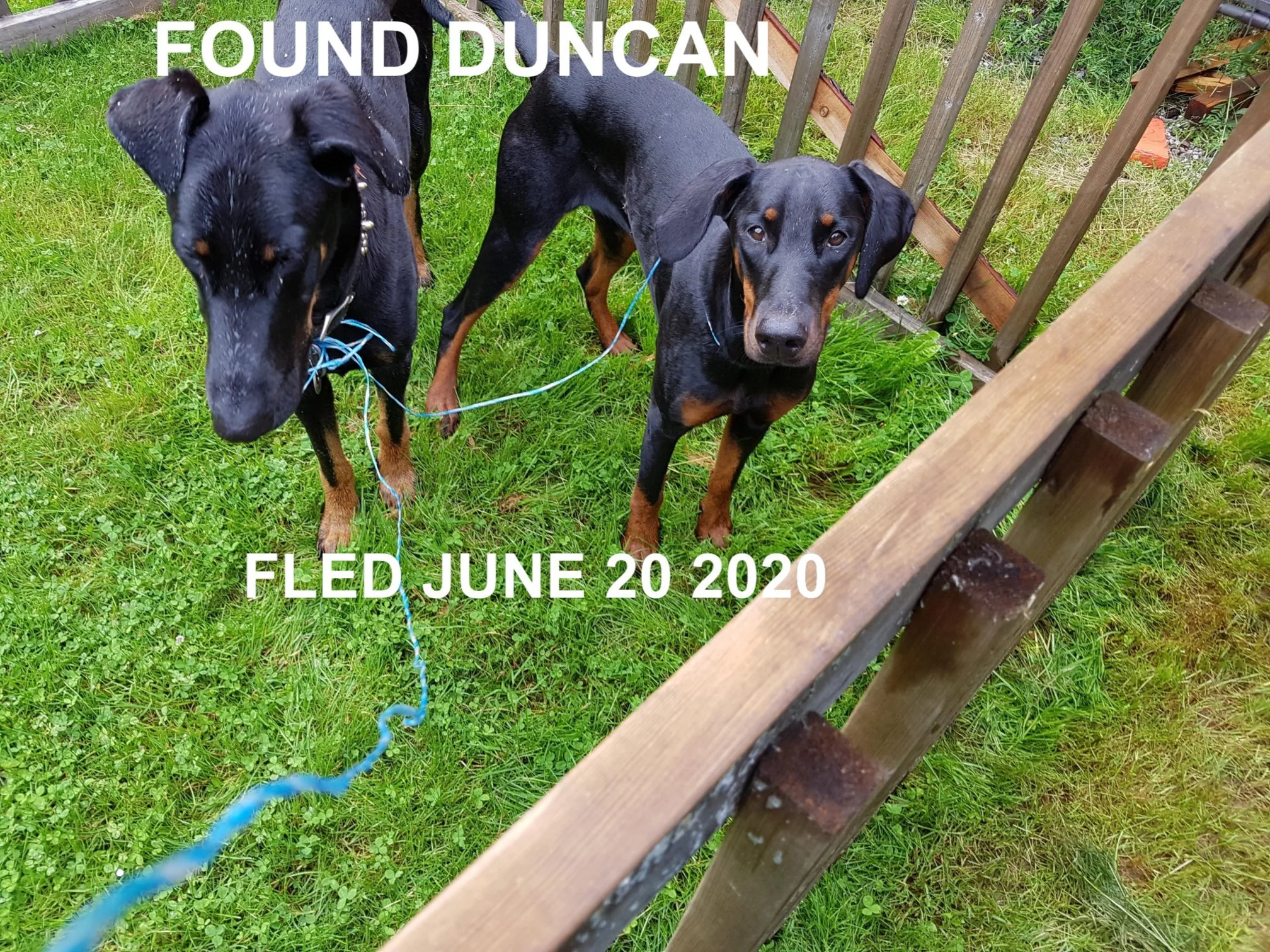 HAPPY ENDINGS - BOTH DOGS SAFE - DUNCAN - JUNE 20, 2020