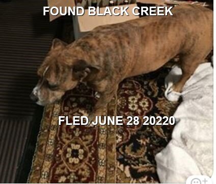UNRESOLVED - FOUND DOG BLACK CREEK BC - JUNE 28, 2020
