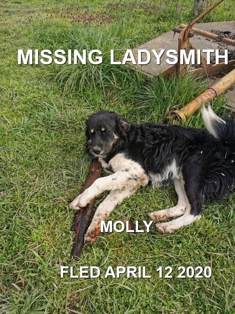 STILL MISSING - LADYSMITH BC - APRIL 12, 2020