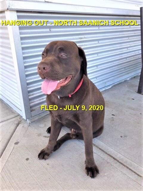 HAPPY ENDINGS - NORTH SAANICH BC - JULY 9, 2020