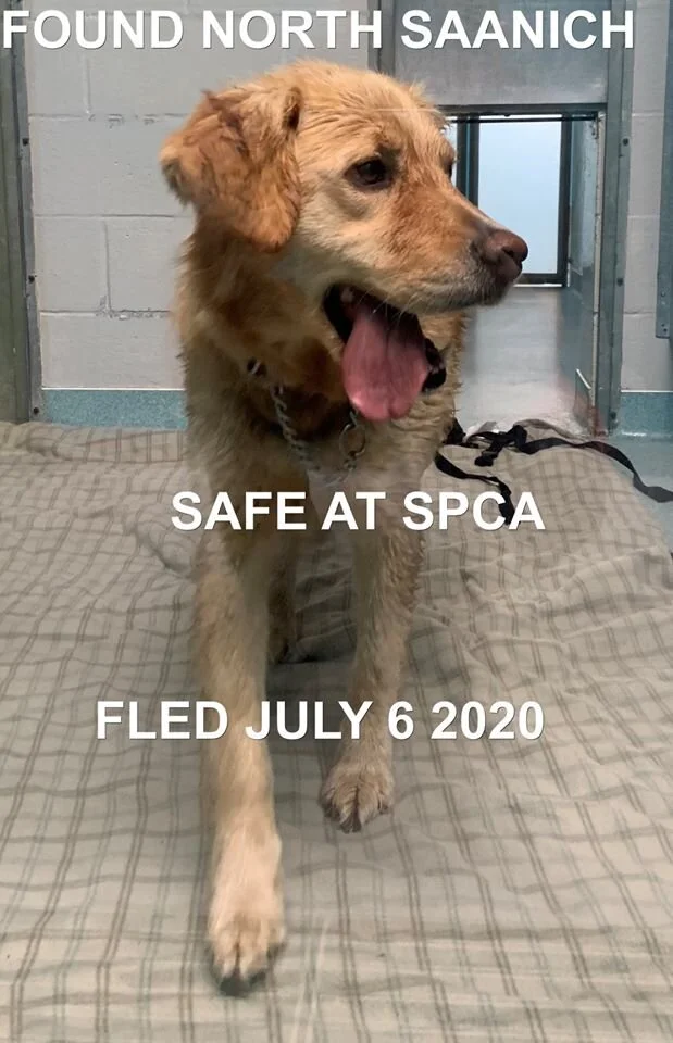 GONE HOME - NORTH SAANICH BC - JULY 3, 2020