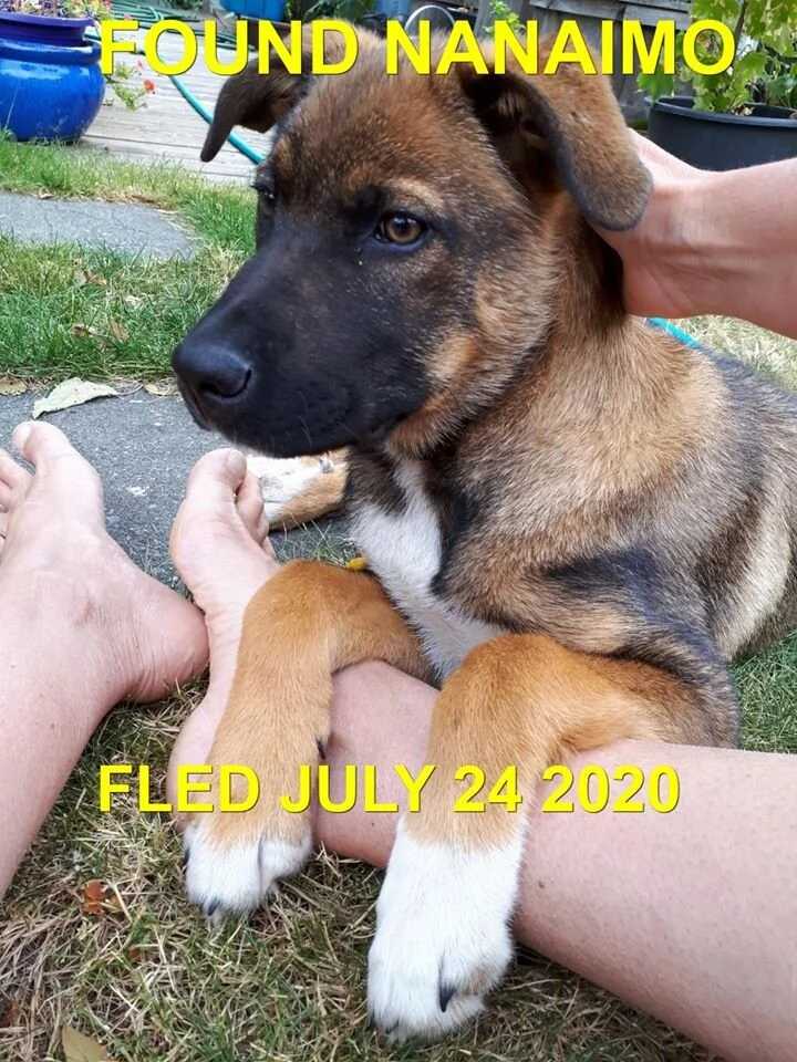 GONE TO SHELTER / VET HOSPITAL - NANAIMO BC - JULY 24, 2020