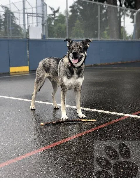 HAPPY ENDINGS - PARKSVILLE BC - JULY 23, 2020 POSTED BY AARF