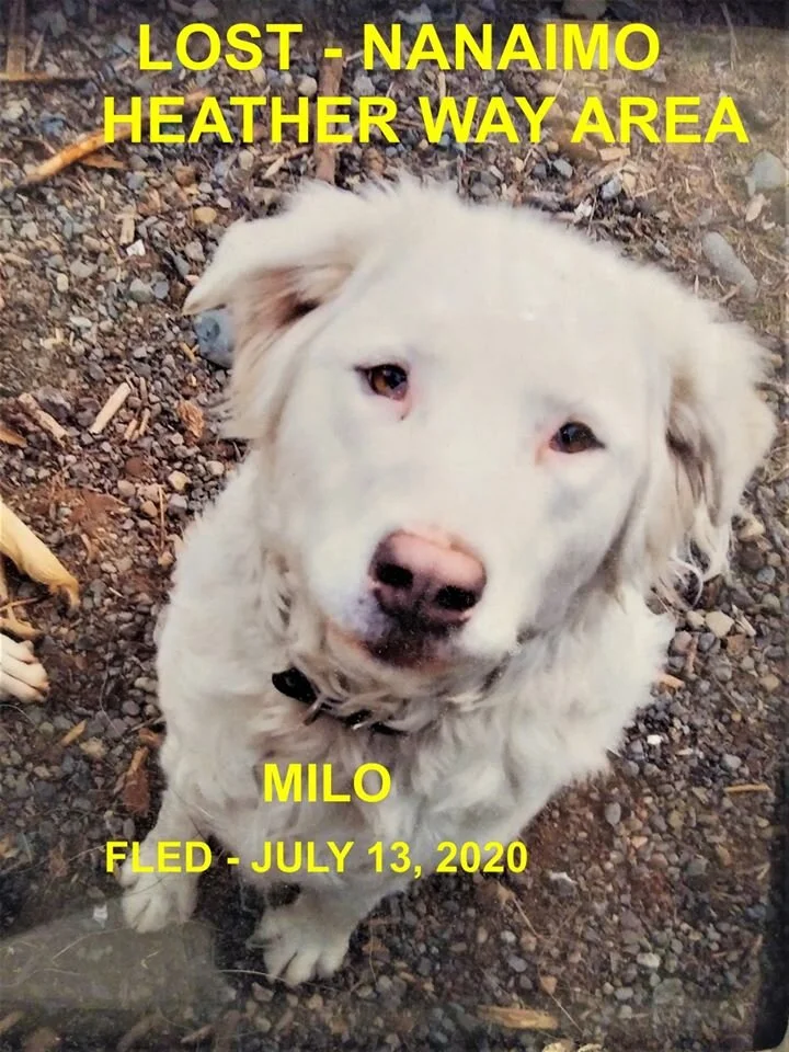 HAPPY ENDINGS - NANAIMO BC - JULY 13, 2020